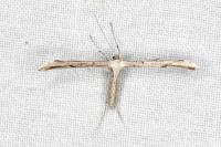 Emmelina