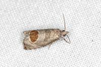 Notocelia uddmanniana