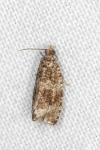 Celypha lacunana