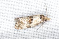 Neocochylis molliculana