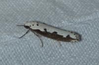 Ethmia bipunctella