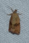 Celypha striana