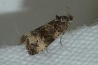 Endothenia