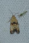 Eupoecilia angustana