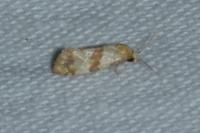 Phalonidia contractana