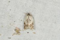 Acleris variegana