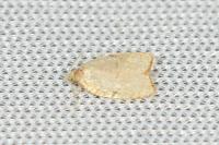 Acleris forsskaleana