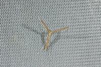 Agdistis