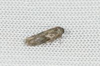 Blastobasis