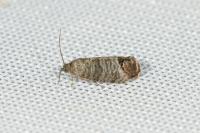 Cydia pomonella