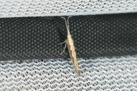 Plutella xylostella