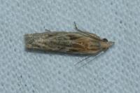 Eucosma gr. cana
