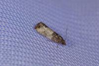 Spilonota ocellana