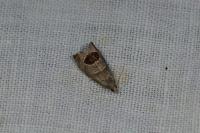 Notocelia uddmanniana