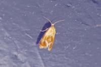 Gynnidomorpha rubricana