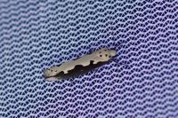 Ethmia bipunctella
