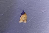 Clepsis consimilana