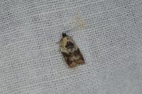 Acleris variegana
