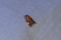 Acleris holmiana