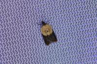 Acleris variegana