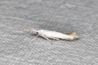 Coleophora