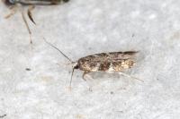 Oxypteryx wilkella