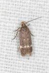 Bryotropha