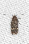 Bryotropha
