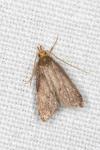 Eurodachtha pallicornella