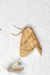 Apoda limacodes