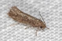 Elatobia fuliginosella