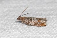 Ancylis achatana