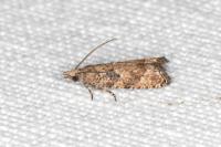 Acroclita subsequana