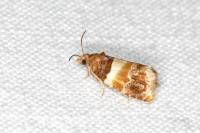 Epinotia festivana