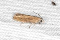Eucosma