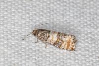 Piniphila bifasciana