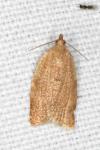 Clepsis consimilana