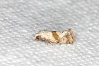 Cochylidia implicitana