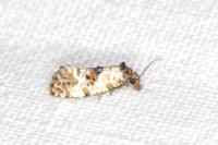 Neocochylis molliculana