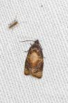 Ditula angustiorana
