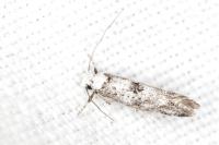 Paraswammerdamia albicapitella