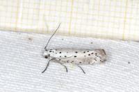 Yponomeuta