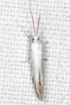 Coleophora