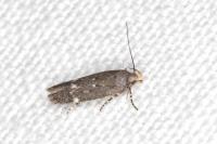Bryotropha