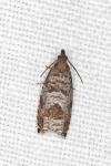 Ancylis achatana