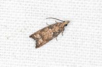 Acroclita subsequana