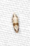 Cochylidia implicitana
