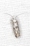 Paraswammerdamia albicapitella