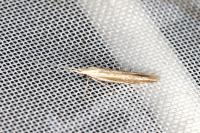 Coleophora