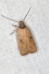 Agonopterix subpropinquella